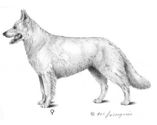 illustration of berger blanc suisse breed standard 