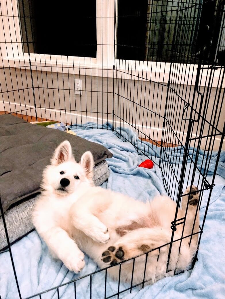 White Swiss Shepherd Puppy laying down on its back in their crate
