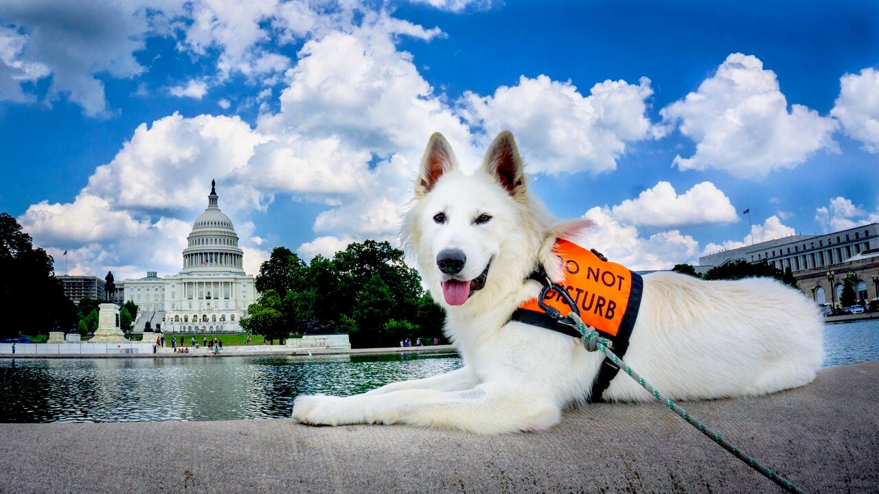 Berger Blanc Suisse dog in front of US capital building